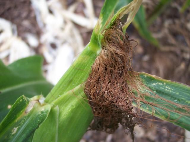 Sugar Pearl photo SugarPearl3a_zps79d8e8b3.jpg